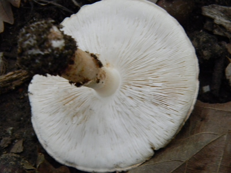 14)Fotogr.il 25.10.2016.sotto Quercia