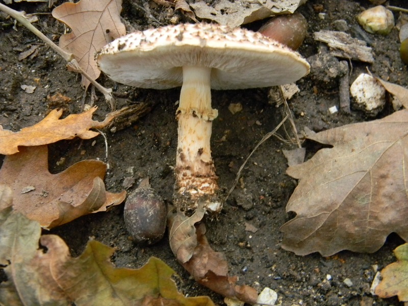 14)Fotogr.il 25.10.2016.sotto Quercia