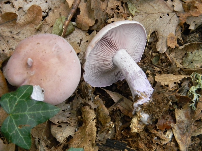 7) Fotogr.il 25.10.2016.sotto Quercia