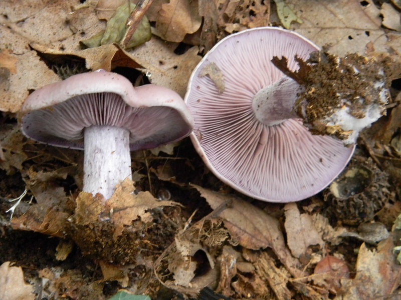 7) Fotogr.il 25.10.2016.sotto Quercia