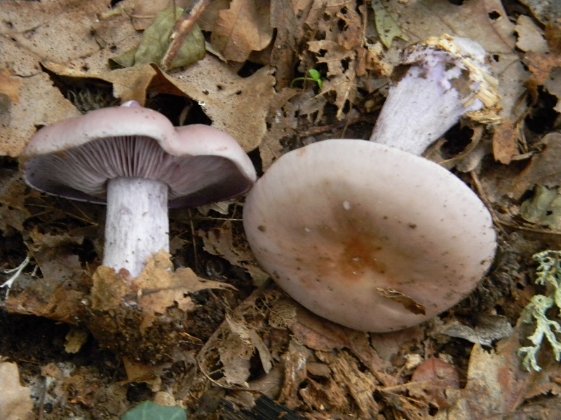 7) Fotogr.il 25.10.2016.sotto Quercia