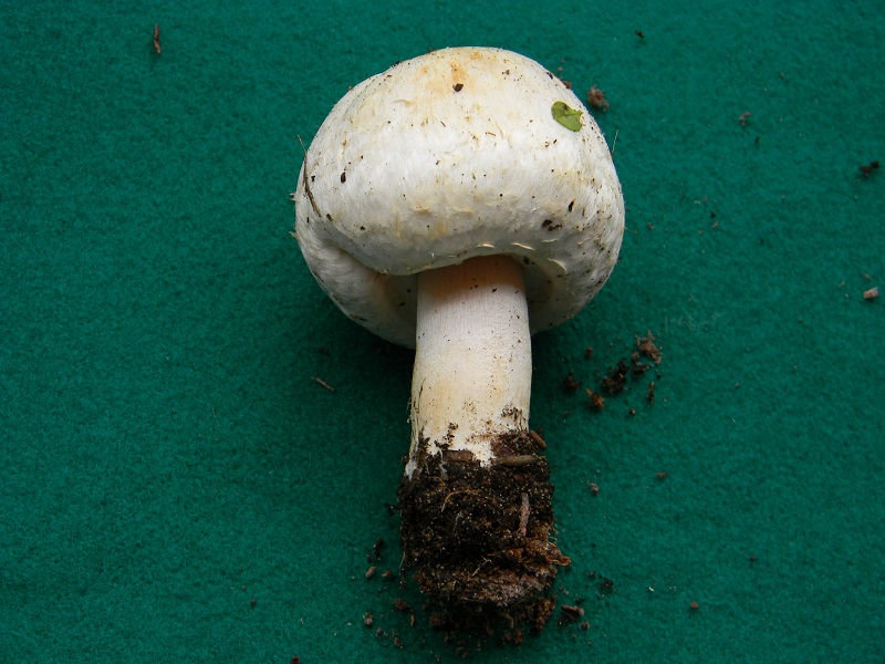 12) Fotogr.11.02.2014. sotto pineta con Leccio