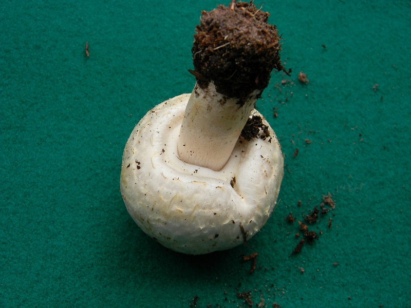 12) Fotogr.11.02.2014. sotto pineta con Leccio