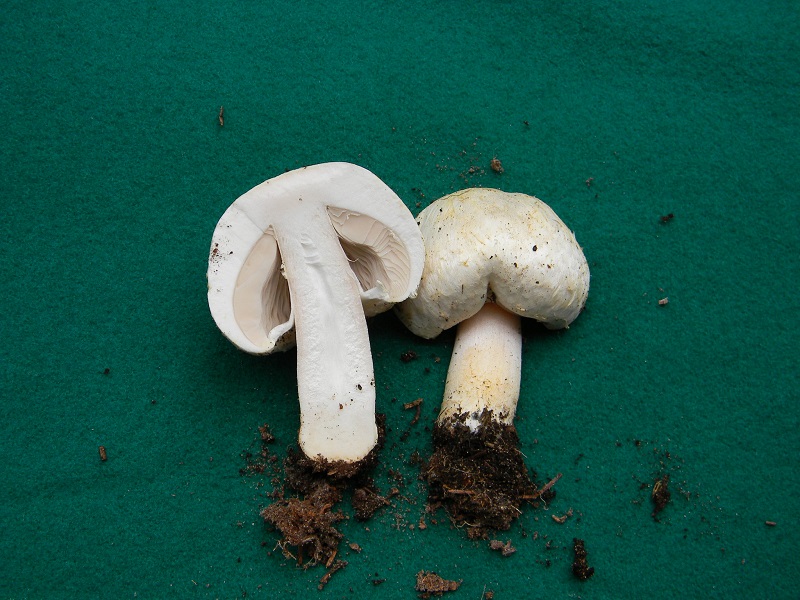 12) Fotogr.11.02.2014. sotto pineta con Leccio