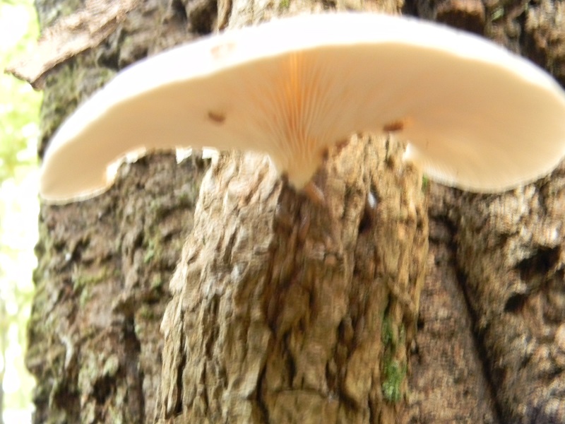 5) Fotogr.il 25.10.2016.sotto Quercia lignicolo