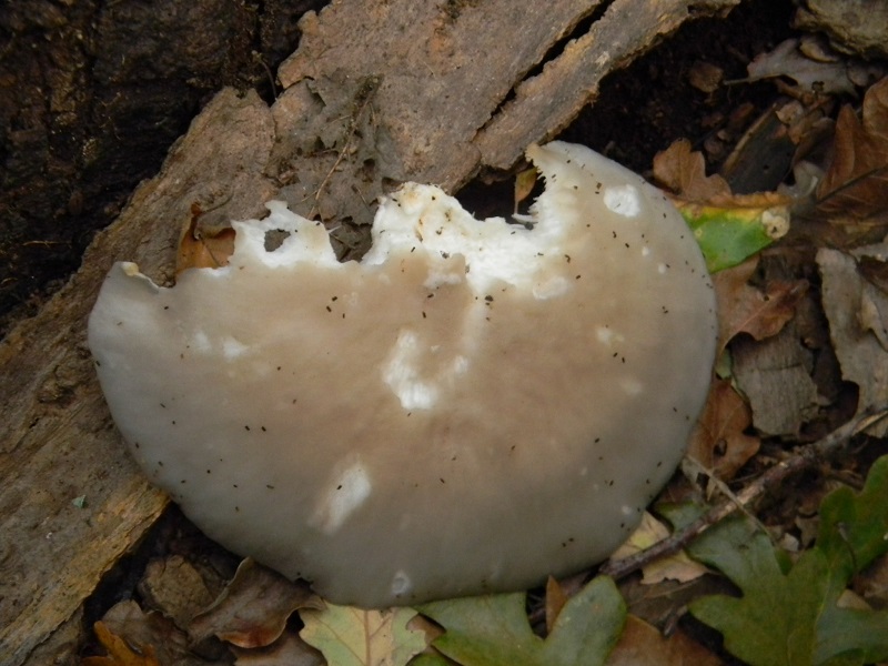 5) Fotogr.il 25.10.2016.sotto Quercia lignicolo