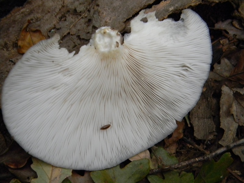 5) Fotogr.il 25.10.2016.sotto Quercia lignicolo