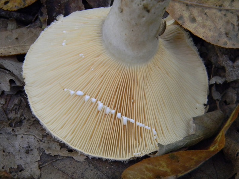 12) Fotogr.il 25.10.2016.sotto Quercia