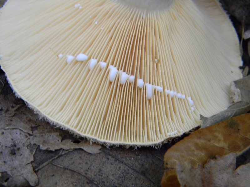 12) Fotogr.il 25.10.2016.sotto Quercia