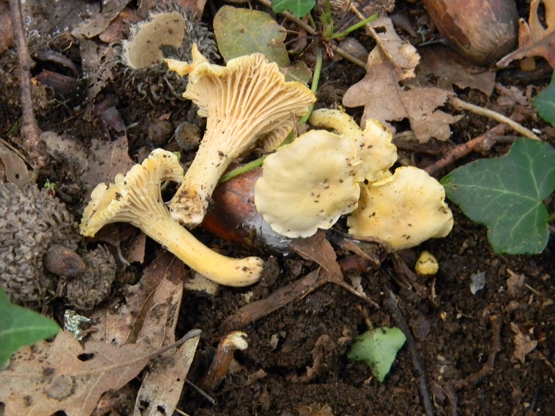 2) Fotogr.il 25.10.2016.sotto Quercia