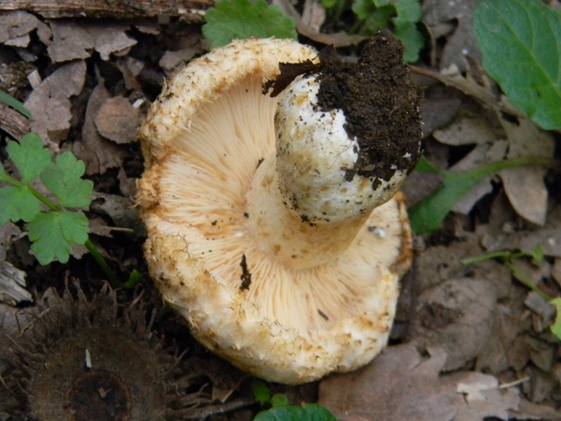 4) Fotogr.il 25.10.2016.sotto Quercia