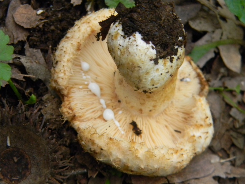 4) Fotogr.il 25.10.2016.sotto Quercia