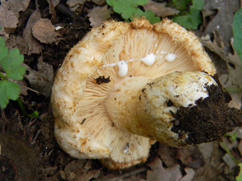 4) Fotogr.il 25.10.2016.sotto Quercia