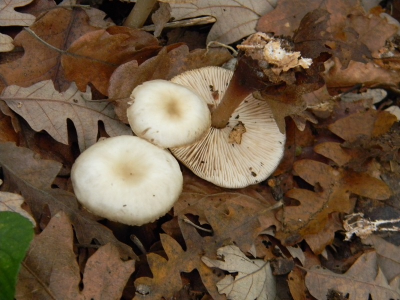 38) Fotogr.il 29.11.2014.sotto Quercia