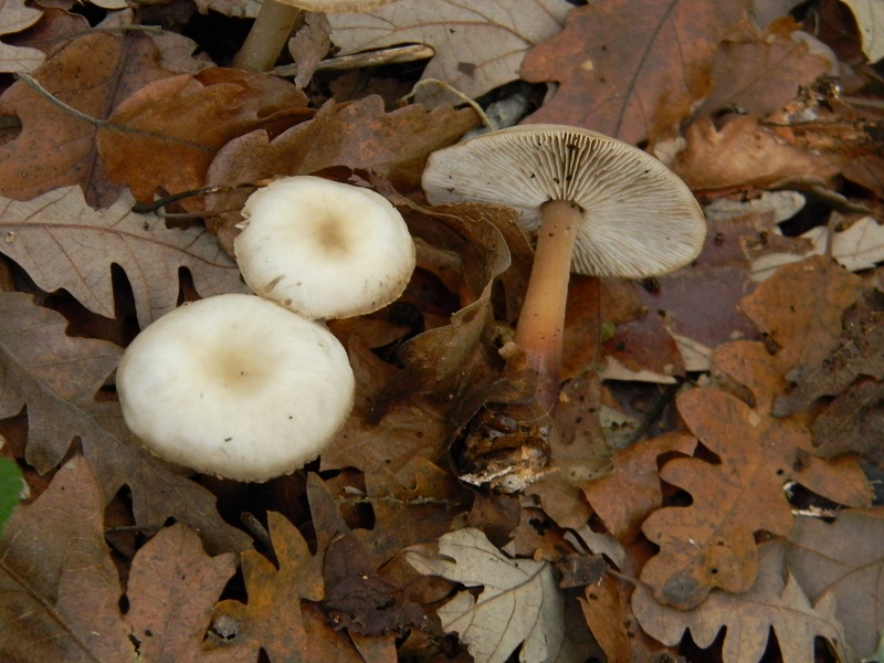 38) Fotogr.il 29.11.2014.sotto Quercia