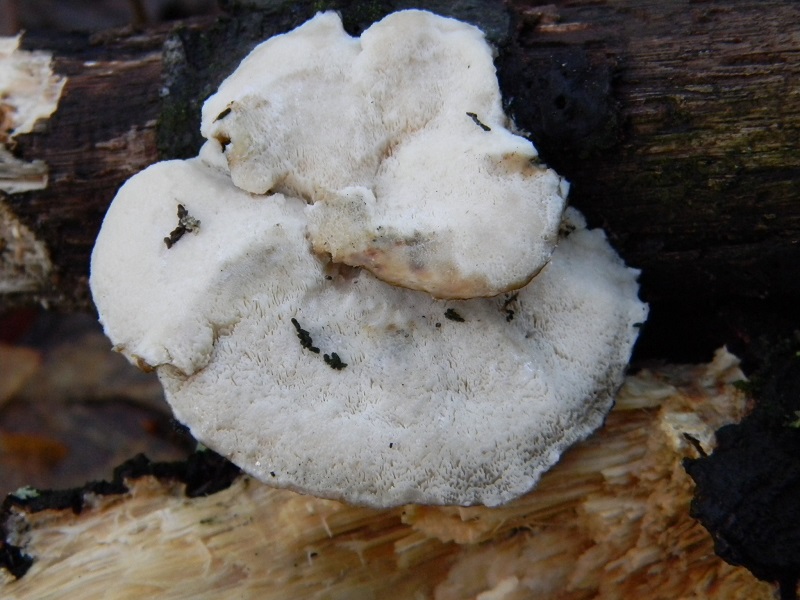 10) Fotogr. il 14.02.2014. sotto Quercia