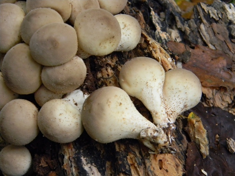 6) Fotogr.il 25.10.2016.sotto Quercia lignicolo