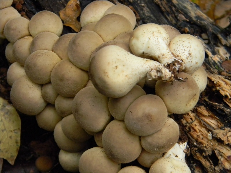 6) Fotogr.il 25.10.2016.sotto Quercia lignicolo