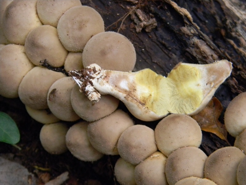 6) Fotogr.il 25.10.2016.sotto Quercia lignicolo