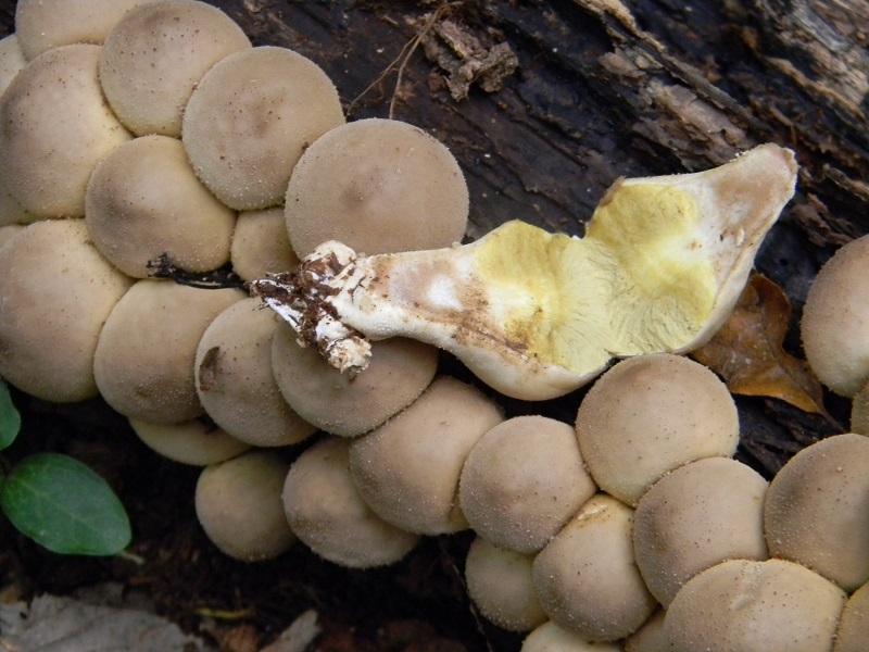 6) Fotogr.il 25.10.2016.sotto Quercia lignicolo