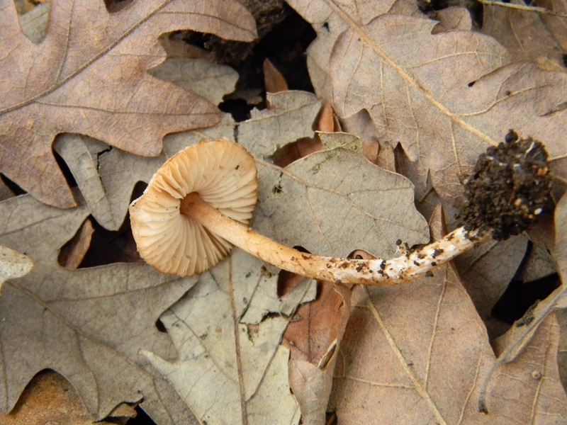 34) Fotogr.il 29.11.2014.sotto Quercia