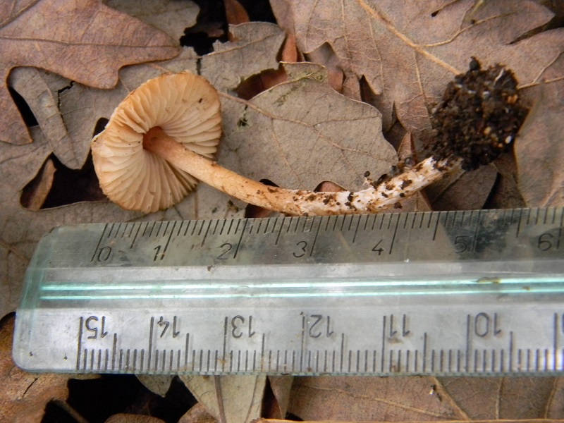 34) Fotogr.il 29.11.2014.sotto Quercia