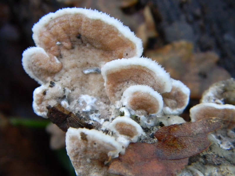 12) Fotogr. il 14.02.2014. sotto Quercia