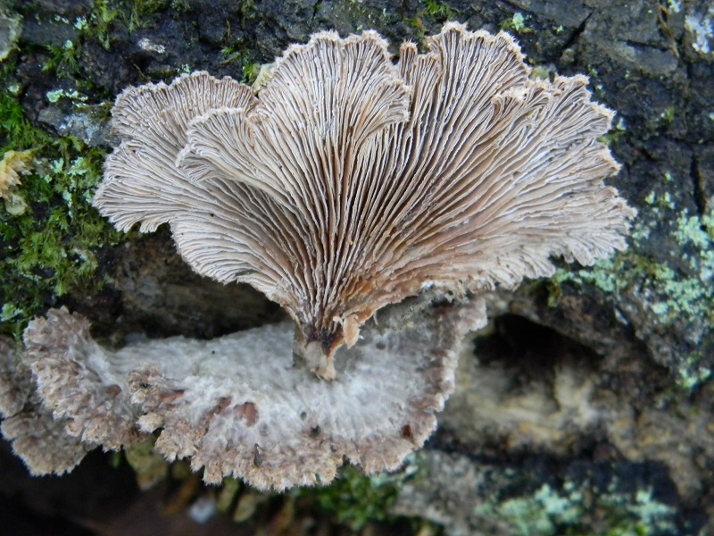 20) Fotogr. il 14.02.2014. sotto Quercia