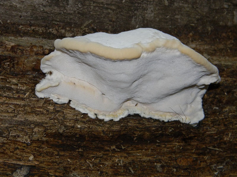 3)Fotogr.il 12.07.2011.sotto Quercia lignicolo