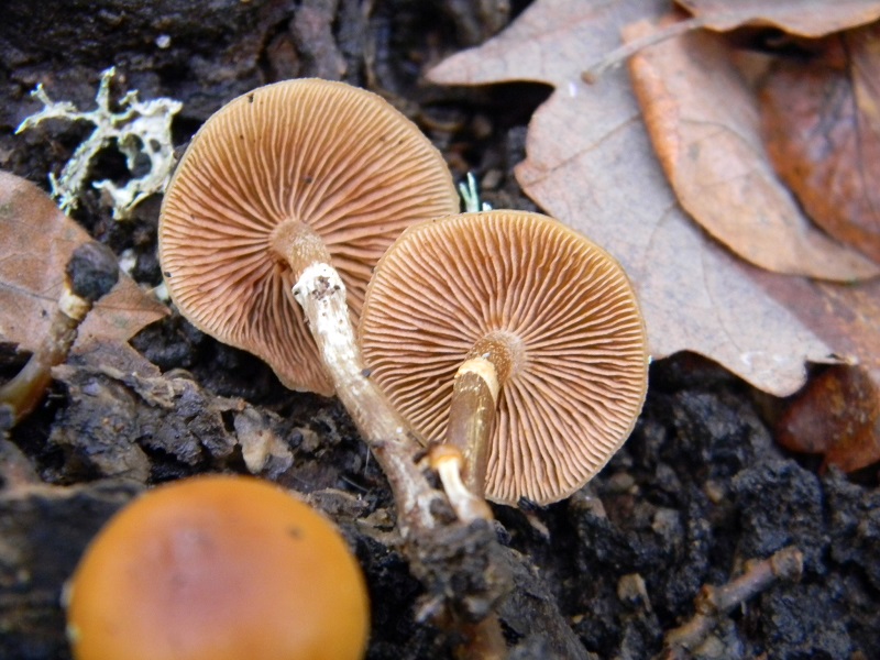 35) Fotogr.il 29.11.2014.sotto Quercia legnicolo