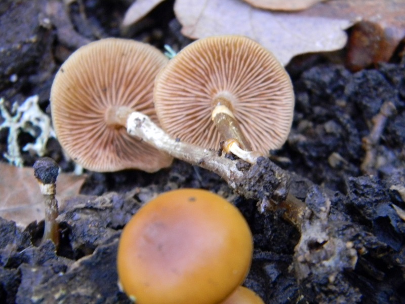 35) Fotogr.il 29.11.2014.sotto Quercia legnicolo