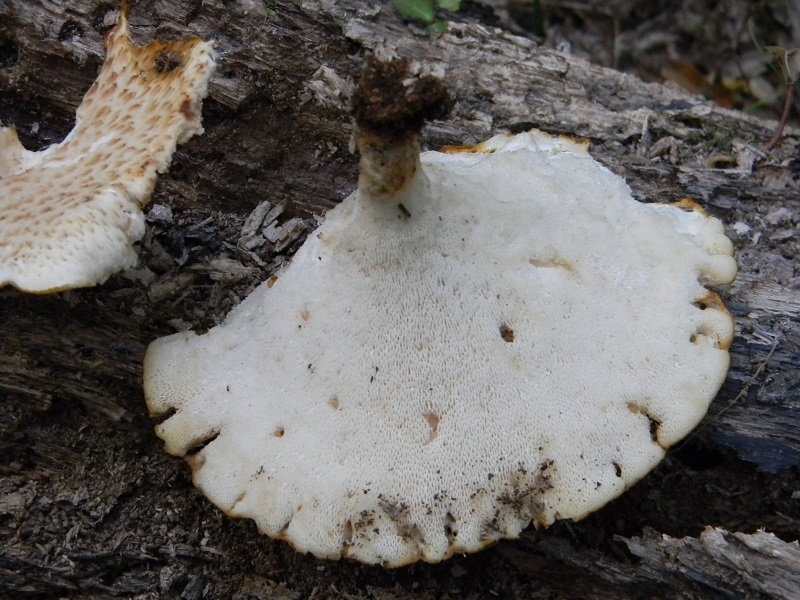 4)Fotogr.il 12.07.2011.sotto Quercia lignicolo