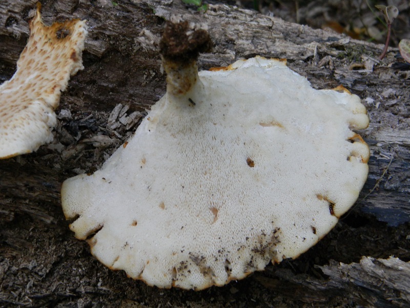 4)Fotogr.il 12.07.2011.sotto Quercia lignicolo