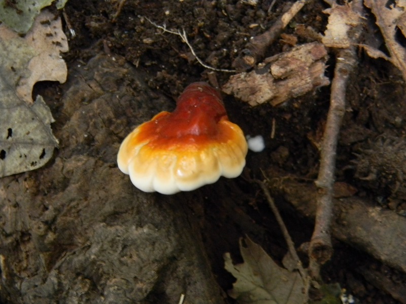 9) Fotogr.il 25.10.2016.sotto Quercia lignicolo