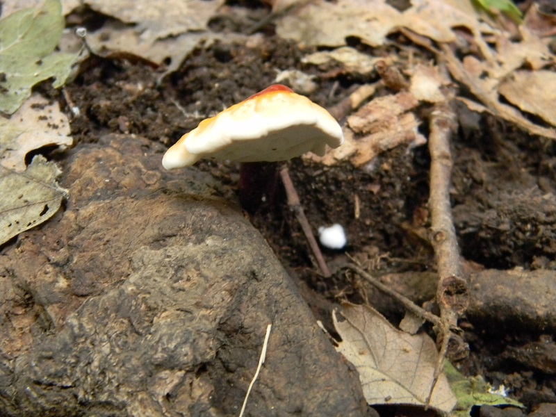 9) Fotogr.il 25.10.2016.sotto Quercia lignicolo