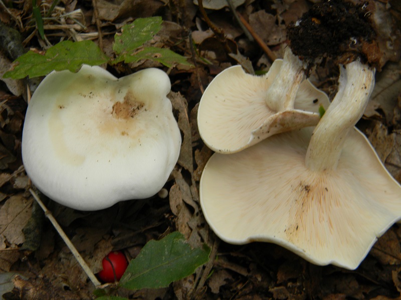 10) Fotogr.il 25.10.2016.sotto Quercia