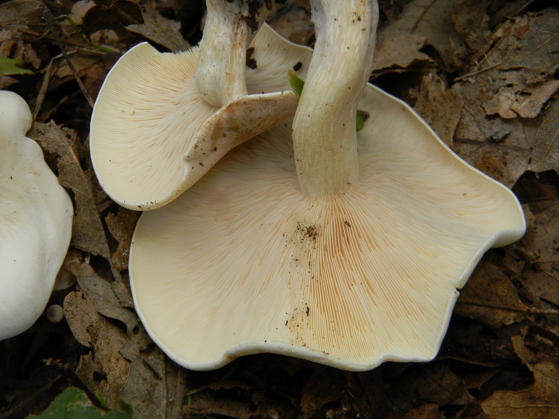 10) Fotogr.il 25.10.2016.sotto Quercia