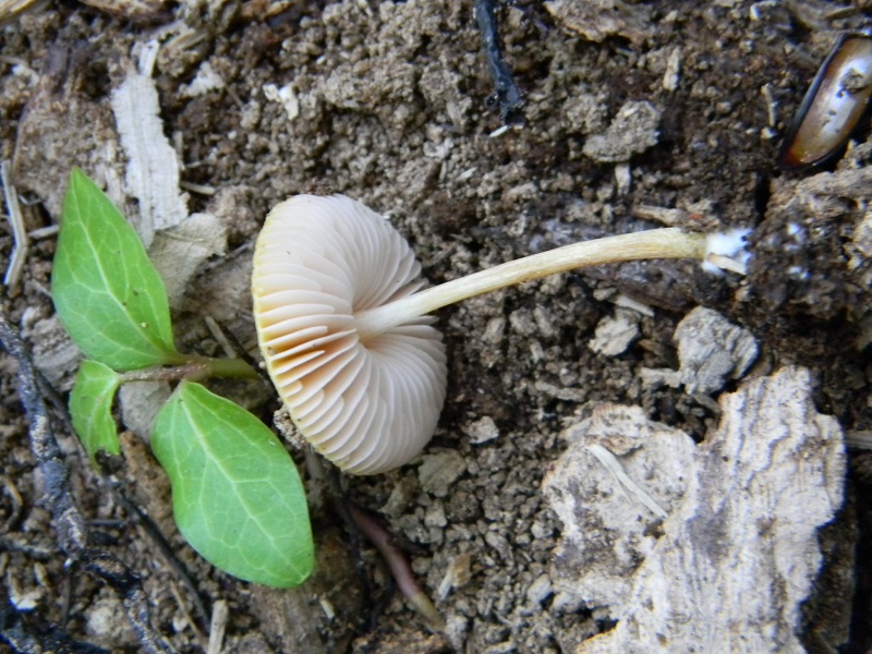 6)Fotogr.il 12.07.2011 sotto Quercia lignicolo