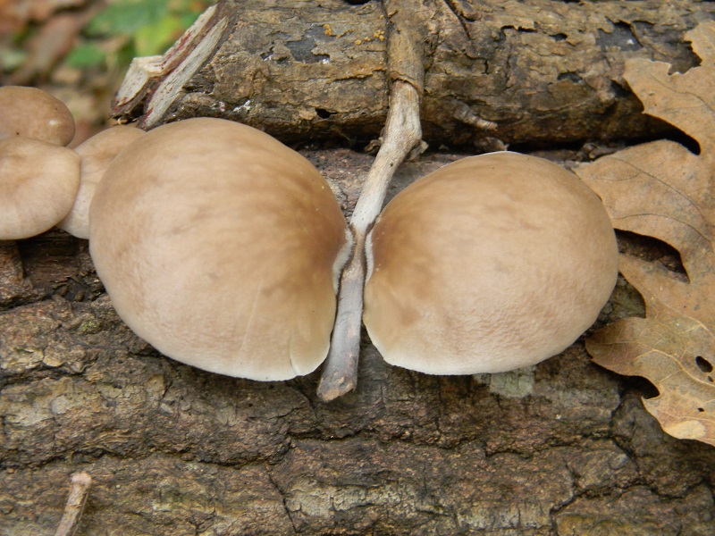 11)Fotogr.il 25.10.2016.sotto Quercia lignicolo