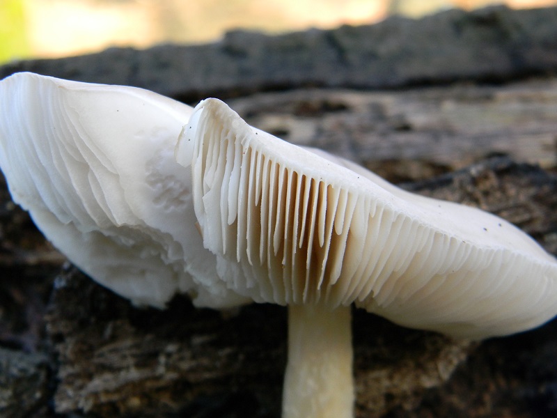 16) Fotogr. il 14.02.2014. sotto Quercia