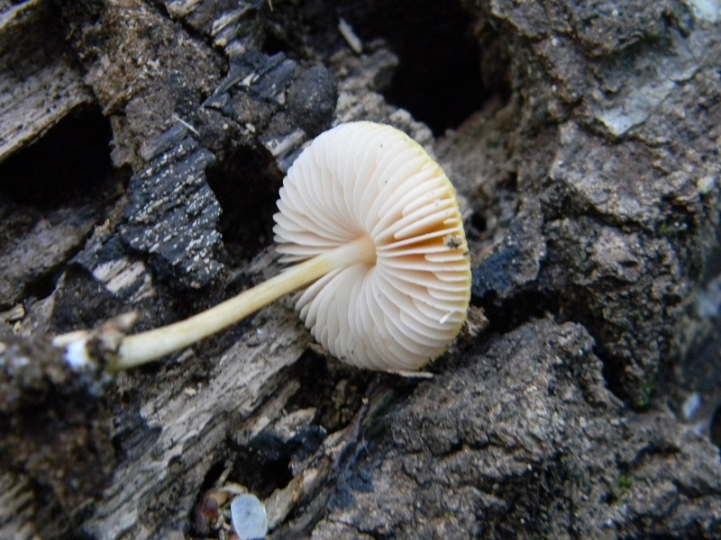 6)Fotogr.il 12.07.2011 sotto Quercia lignicolo