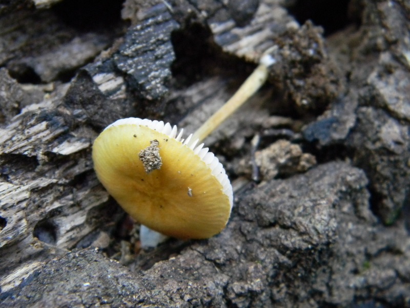 6)Fotogr.il 12.07.2011 sotto Quercia lignicolo