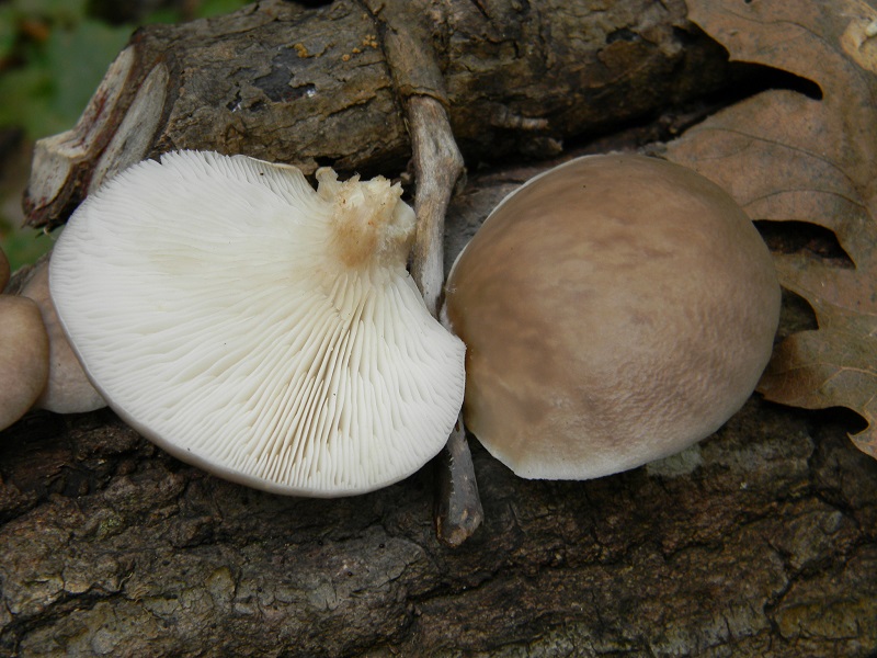 11)Fotogr.il 25.10.2016.sotto Quercia lignicolo