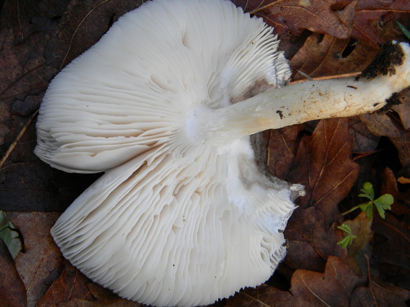 16) Fotogr. il 14.02.2014. sotto Quercia