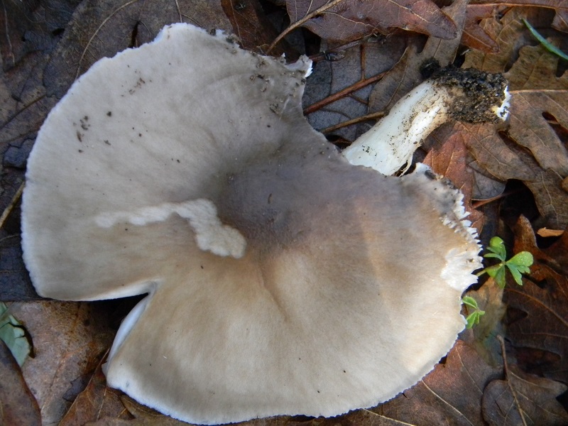 16) Fotogr. il 14.02.2014. sotto Quercia