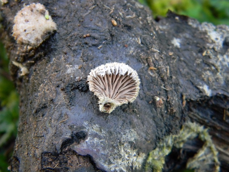 20) Fotogr. il 14.02.2014. sotto Quercia
