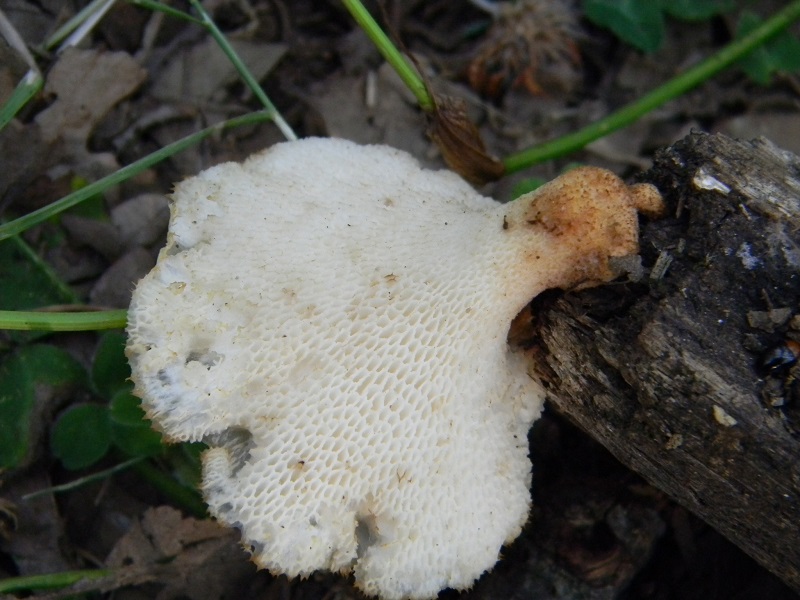 11)Fotogr.il 12.07.2011.sotto Quercia lignicolo