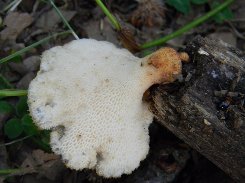 11)Fotogr.il 12.07.2011.sotto Quercia lignicolo