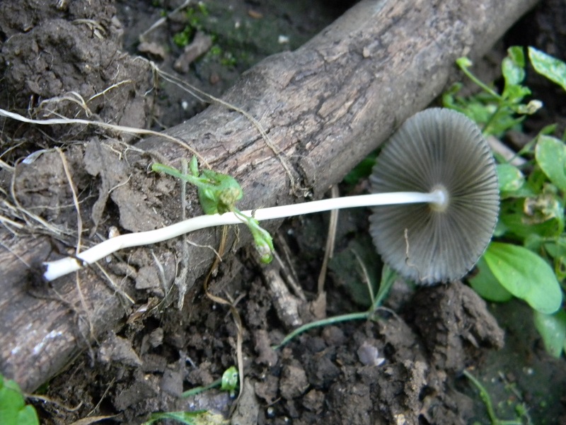 1)Fotogr.il 12.07.2011.sotto Quercia