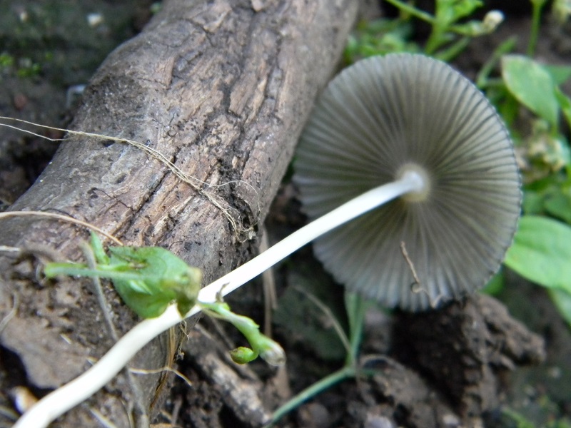 1)Fotogr.il 12.07.2011.sotto Quercia